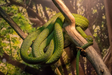 Green cat eyed snake