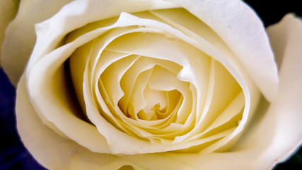 Close up of white rose, Cape Town, South Africa
