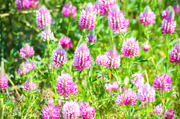 field of flowering clover. Wildflowers. Blooming meadow. Selective focus image, floral blooming background.