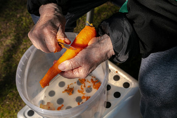 Cooking in the garden. Grandma peels vegetables.
