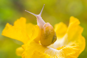 A snail moves on a yellow iris flower after the rain