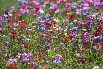 Frühlingswiese mit vielen bunten Blumen