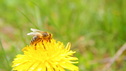 Spring green grass young meadow flower dandelion, wild bee

