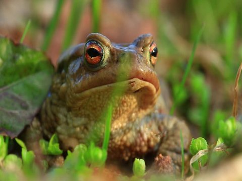 toad sitting in a swamp close-up, amphibian nature, reptile frog