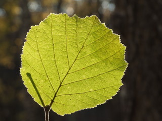 Natural scenes: a picturesque rounded leaf with the fine-downy edges, highly lit from the backside