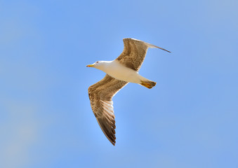 gaviota patiamarilla volando sobre el parque  (Larus michahellis) Marbella Andalucía España	