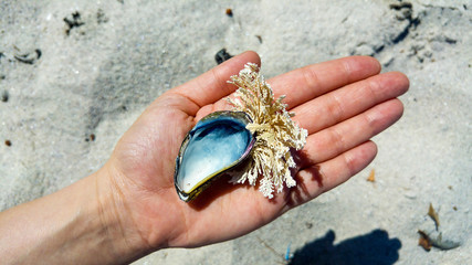 Caucasian female hand holding shell on beach, Cape Town, South Africa