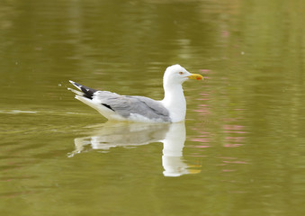 gaviota patiamarilla nadando en el estanque  (Larus michahellis) Marbella Andalucía España	
