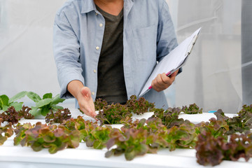 Obraz na płótnie Canvas Man checking quality hydroponic organic vegetable farm