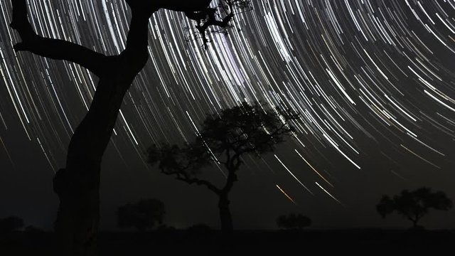 Star trail timelapse of silhouette Marula (Sclerocarya birrea) trees against starry sky, African landscape with southern Milky Way twisting (southern hemisphere), dark moon night.