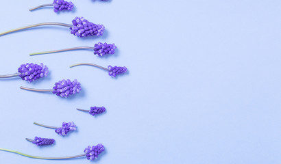 muscari flowers on blue paper background