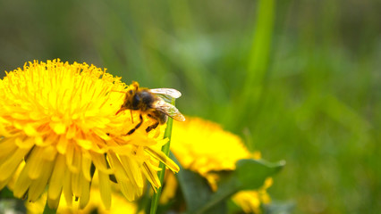 Young bee, the spring flower, green grass, nature, spring heat
