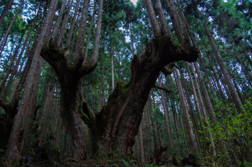 巨大な木の森