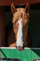 Pferdeportrait
