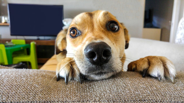 Dog Looking Over Back Of Sofa, Cape Town, South Africa