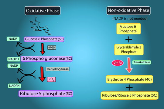 Glucose-6-Phosphate Dehydrogenase, G6PD pathway, Deficiency concept illustration.