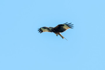 Red Kite (Milvus milvus) flying on a spring day with blue sky