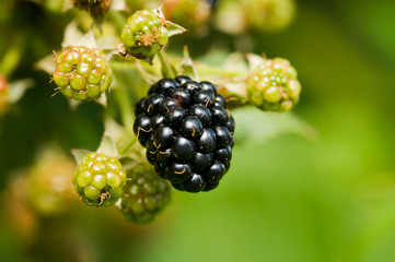 Natural food - fresh blackberries in a garden. Bunch of ripe blackberry fruit - Rubus fruticosus -...