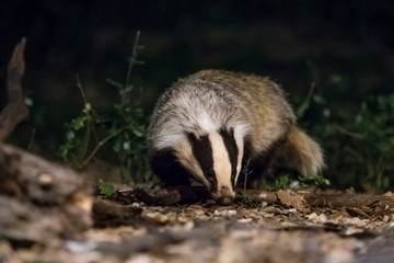 Badger sniffing in the night. © DaniRodri