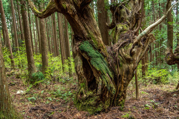 巨大な木の森