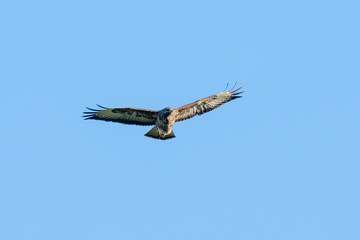 Common Buzzard (Buteo buteo) flying in a blue sky above Oxfordshire