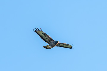 Common Buzzard (Buteo buteo) flying in a blue sky above Oxfordshire