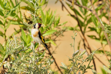 jilguero en un arbusto verde (Carduelis carduelis) Marbella Andalucía España 