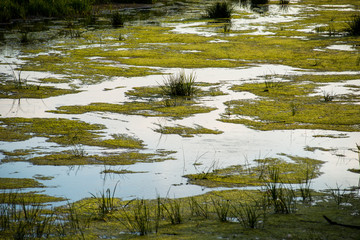 a warm summer day on the banks of a river overgrown with reeds