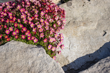 Rock garden. Plant with pink flower.