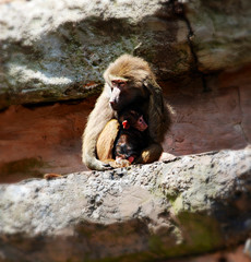 Baboon and baby