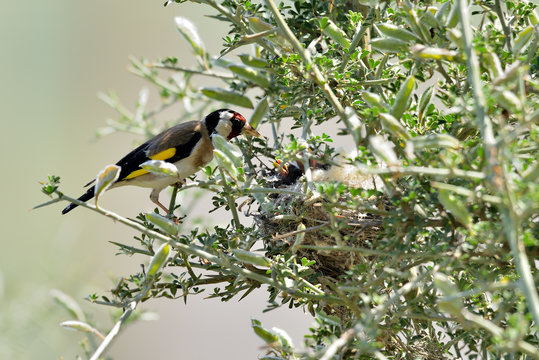 jilgueros cebado a las cr&iacute;as en el nido en un arbusto (Carduelis carduelis) Marbella Andaluc&iacute;a Espa&ntilde;a 