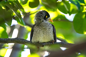 Baby noisy minor waiting for food