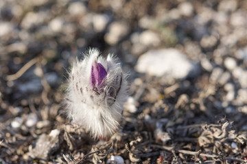 Dream-grass or Pulsatilla patens blooms in the forest in the mountains in spring. Dream-grass close-up, natural spring background. Pulsatilla, in the selective focus.
