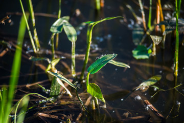 a warm summer day on the banks of a river overgrown with reeds