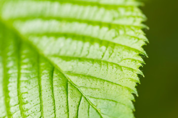 Green leaf of blackberry with detailed surface and visible texture. Close-up. Low depth of field, blurred background