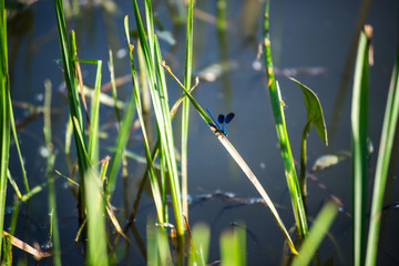 a warm summer day on the banks of a river overgrown with reeds