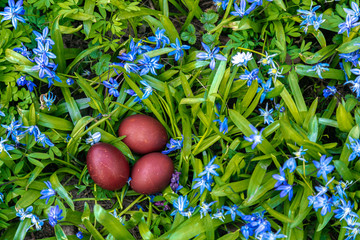 Easter eggs on the grass with blue flowers. Red eggs on a beautiful background, there is a place for text. Concept: Happy Easter