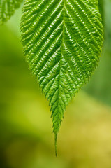 Green leaf of blackberry with detailed surface and visible texture. Close-up. Low depth of field, blurred background