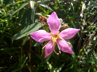 Rhodomyrtus tomentosa ( rose myrtle or kemunting)