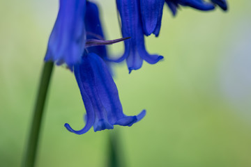Bluebells (Hyacinthoides non-scripta) in woodland in spring sunshine