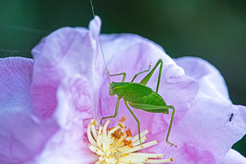 Green grasshopper on pink camellia flower