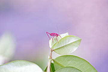 Pink grasshopper in pink background