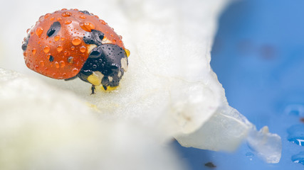 Ladybug with water drops walking on a lettuce leaf