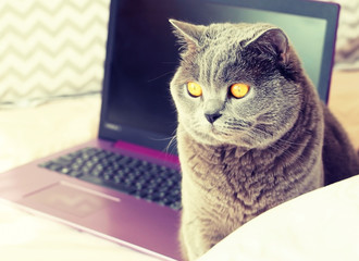 A gray cat is sitting on a pink bed with a purple laptop.