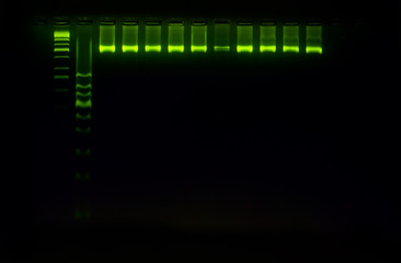 Fototapeta premium PCR band on agarose gel using by molecular technique. Molecular analysis