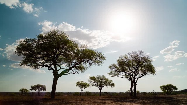 Late afternoon static timelapse of Marula trees (Sclerocarya birrea) silhouette landscape, African sunset with dramatic clouds as sun sets on horizon with flare and light streaks, dip to black