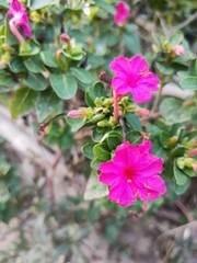 pink rose bush