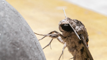 The moth is hanging in the garden
