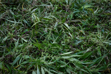Fresh cannabis blossom on the table background, medical marijuana concept