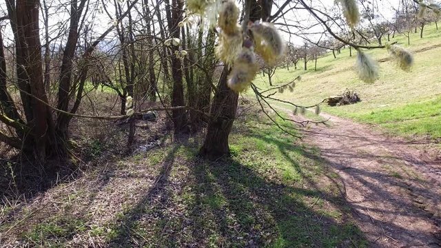 Catkins of a willow tree in springtime om bacl &ouml;ot